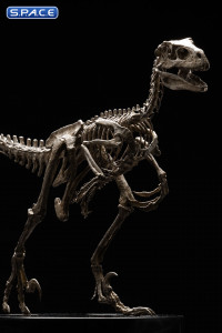 1/8 Scale Velociraptor Skeleton Bronze Statue (Jurassic Park)