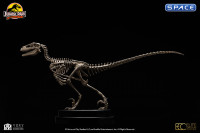 1/8 Scale Velociraptor Skeleton Bronze Statue (Jurassic Park)