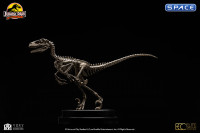 1/8 Scale Velociraptor Skeleton Bronze Statue (Jurassic Park)