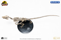 1/8 Scale Velociraptor Skeleton Bronze Statue (Jurassic Park)