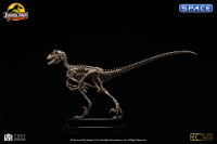 1/8 Scale Velociraptor Skeleton Bronze Statue (Jurassic Park)