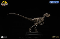 1/8 Scale Velociraptor Skeleton Bronze Statue (Jurassic Park)