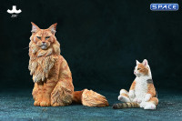 1/6 Scale sitting Maine Coon (red)