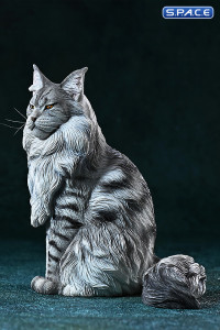 1/6 Scale sitting Maine Coon (grey)