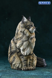 1/6 Scale sitting Maine Coon (brown)