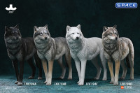 1/6 Scale Arctic Wolf Version A