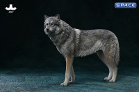 1/6 Scale Arctic Wolf Version B