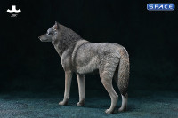 1/6 Scale Arctic Wolf Version B