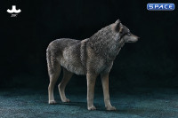 1/6 Scale Arctic Wolf Version B