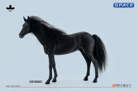 1/6 Scale Akhal Teke Horse (black)