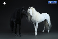 1/6 Scale Akhal Teke Horse (white)