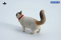 1/6 Scale Somali Cat (white)