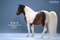 1/6 Scale Mongolica Horse Version 1