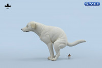 1/6 Scale pooping Labrador Version A