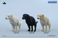 1/6 Scale pooping Labrador Version A