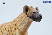 1/6 Scale Hyena Version A2