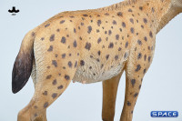 1/6 Scale Hyena Version B2