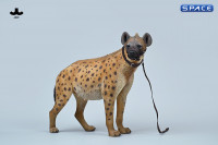 1/6 Scale Hyena Version B2