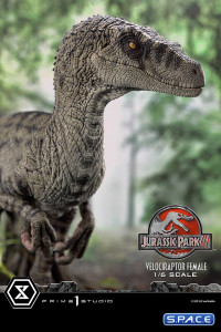 1/6 Scale Female Velociraptor Legacy Museum Collection Statue - Bonus Version (Jurassic Park III)