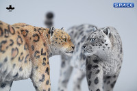 1/6 Scale Snow Leopard