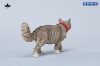1/6 Scale chinese Rural Cat Version D