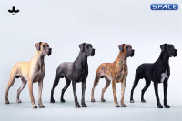 1/6 Scale Great Dane Version A
