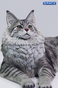 1/6 Scale Main Coon