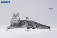 1/6 Scale Main Coon