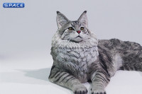 1/6 Scale Main Coon