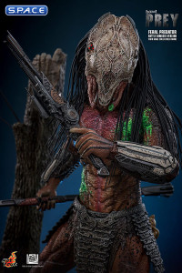 1/6 Scale Feral Predator Battle Damaged Version TV Masterpiece TMS173 (Prey)