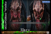 1/6 Scale Feral Predator Battle Damaged Version TV Masterpiece TMS173 (Prey)