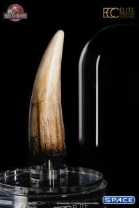 1:1 Spinosaurus Tooth Life-Size Replica (Jurassic Park III)