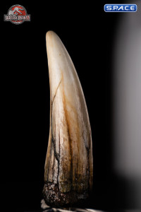 1:1 Spinosaurus Tooth Life-Size Replica (Jurassic Park III)