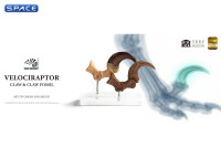 1:1 Velociraptor Foot Claw & Fossil Claw Life-Size Replica Set (Jurassic Park)
