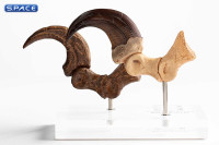 1:1 Velociraptor Foot Claw & Fossil Claw Life-Size Replica Set (Jurassic Park)