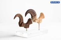 1:1 Velociraptor Foot Claw & Fossil Claw Life-Size Replica Set (Jurassic Park)