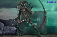 Ultimate Alien Warrior - brown Version (Aliens)