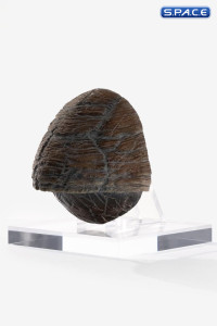 Triceratops Toenail Prop Replica (Jurassic Park)