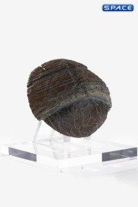 Triceratops Toenail Prop Replica (Jurassic Park)