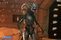 Ultimate Wendys Xenomorph (Alien: Earth)