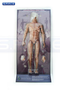 1/6 Scale Athletic Muscle Body KP03 Headless Version