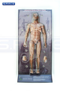 1/6 Scale Athletic Muscle Body Caucasian Version KP03B