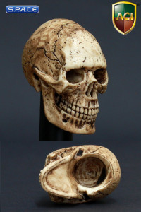 1/6 Scale Cannibal Skulls - Set of 10 (ACI-753)