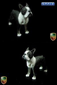 1/6 Scale Boston Terrier (Dog Series)