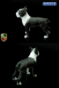 1/6 Scale Boston Terrier (Dog Series)