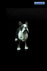 1/6 Scale Boston Terrier (Dog Series)