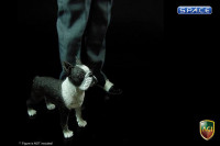 1/6 Scale Boston Terrier (Dog Series)