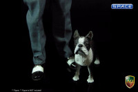 1/6 Scale Boston Terrier (Dog Series)