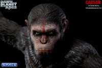 1/4 Scale Caesar Statue (Dawn of the Planet of the Apes)